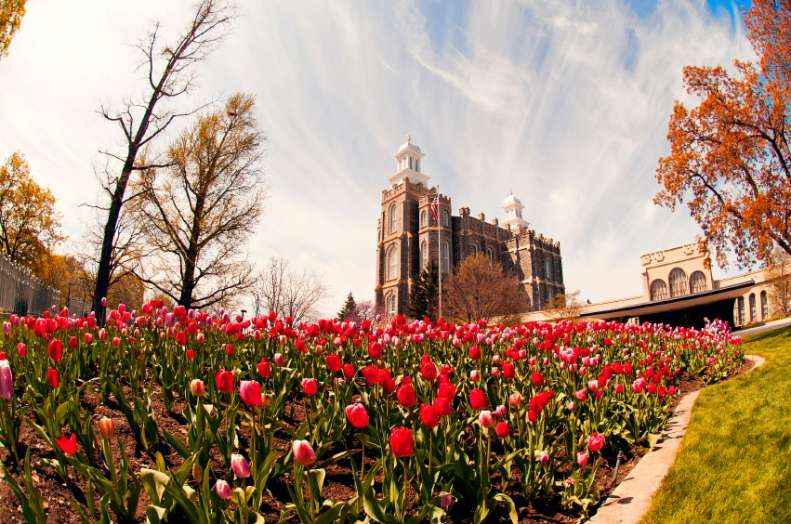 A historic building stands behind a vibrant field of red and pink tulips under a cloudy sky.